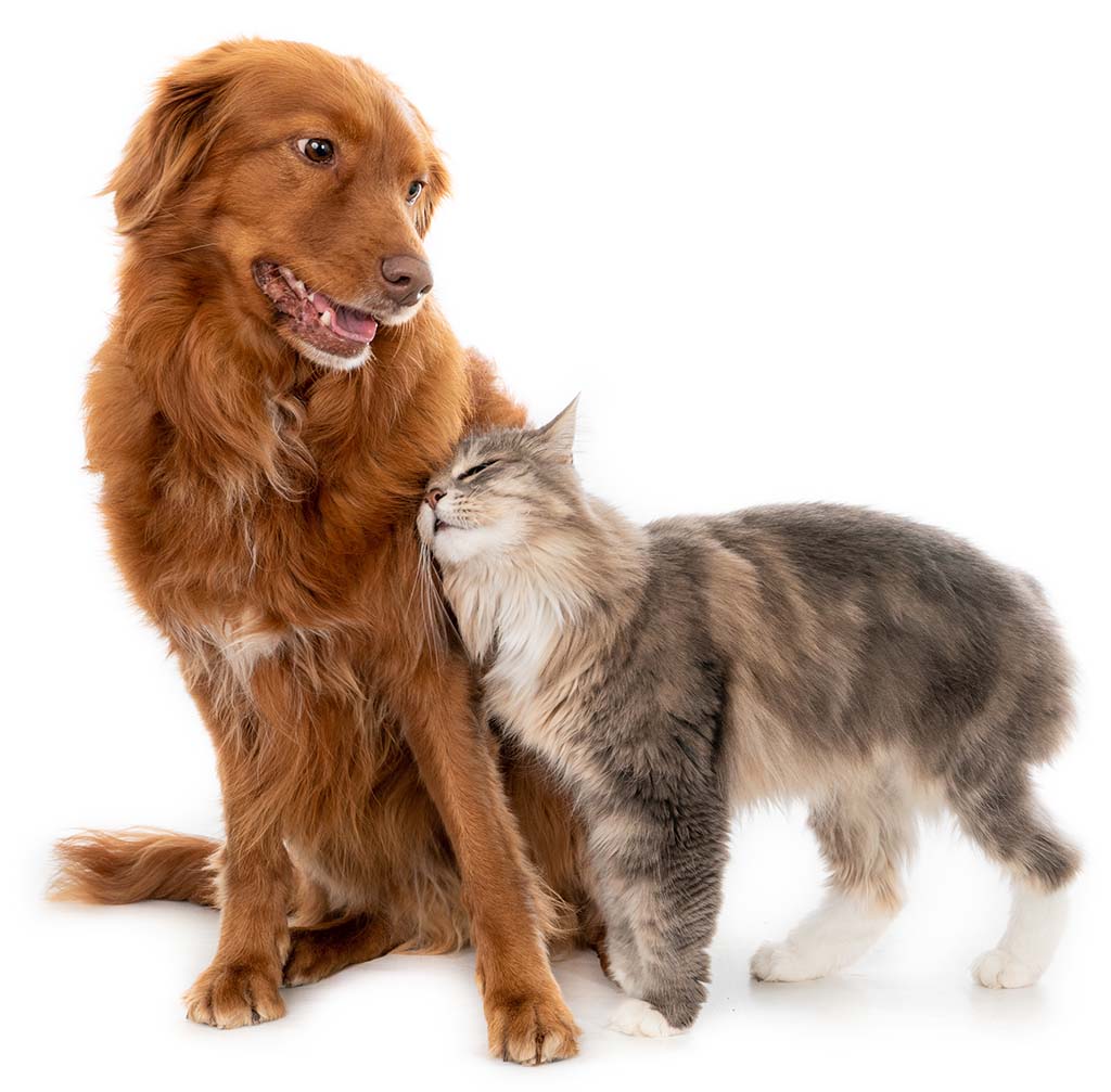 cat snuggling up to a seated dog after non anesthetic dental cleaning for dogs & cats