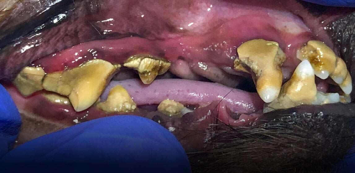 Dog teeth before professional cleaning