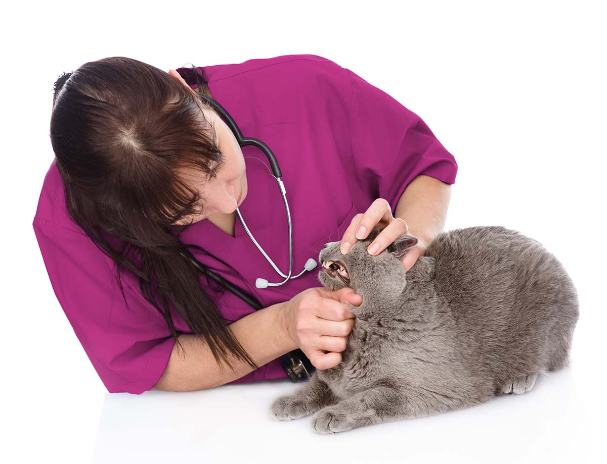 Dentals for Cats VANVETS