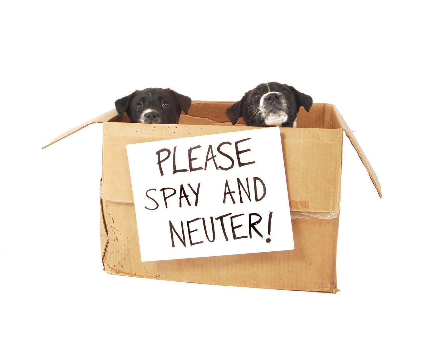 Puppies in a cardboard box with a Please Spay and Neuter sign