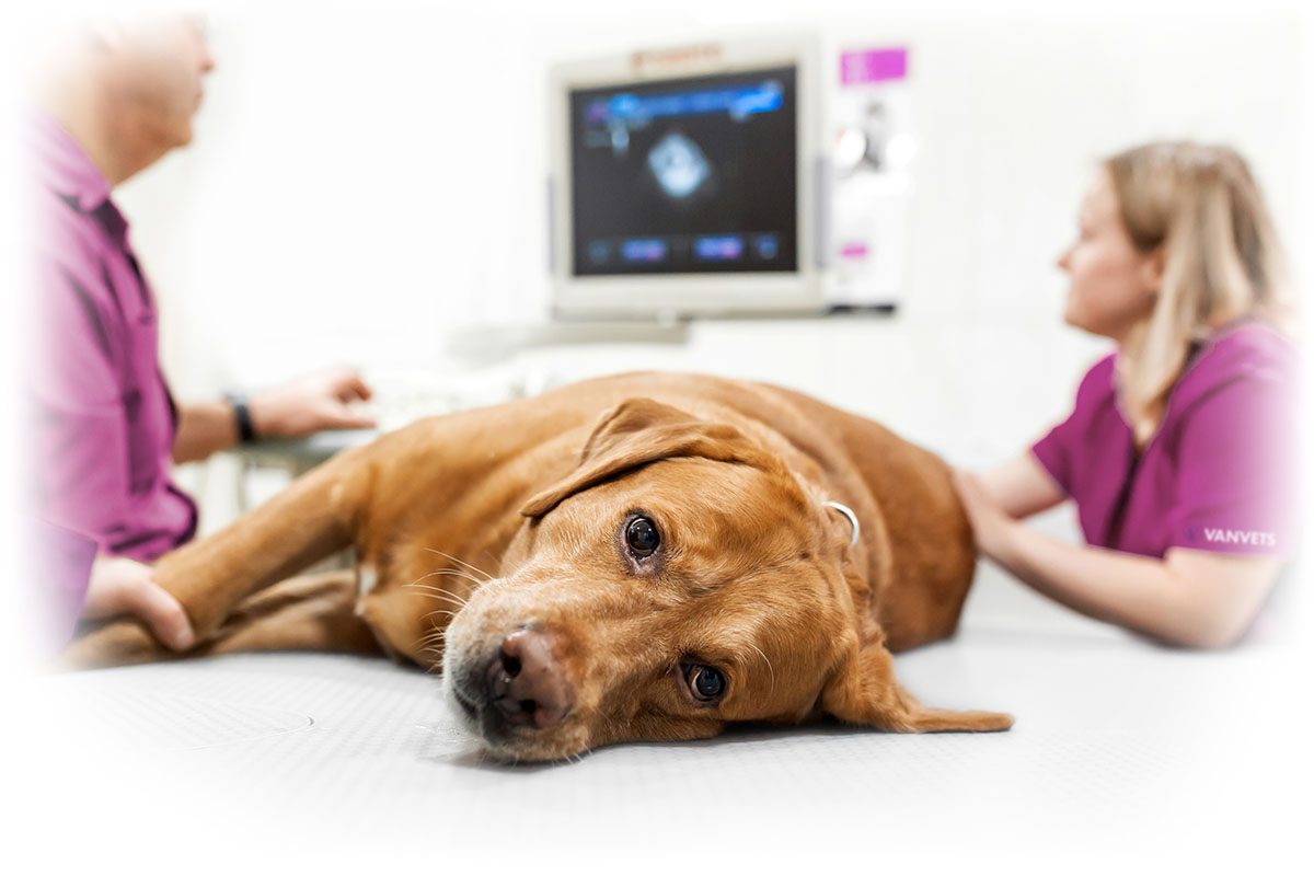 sick dog being examined on table